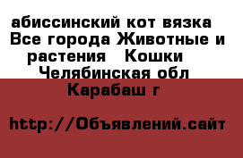 абиссинский кот вязка - Все города Животные и растения » Кошки   . Челябинская обл.,Карабаш г.
